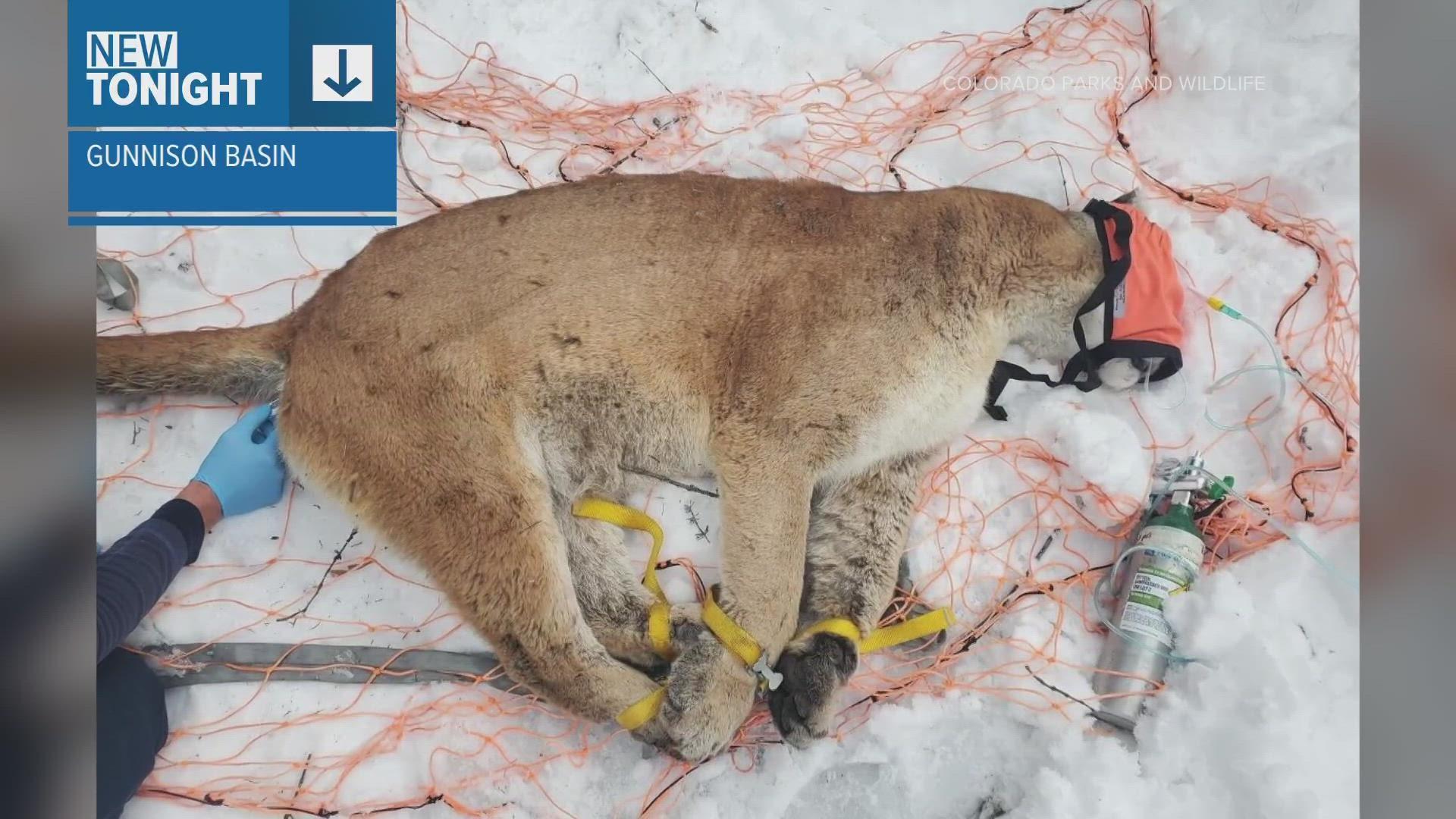 First Fatal Mountain Lion Attack in Colorado Since 1999 Claims Hiker’s Life