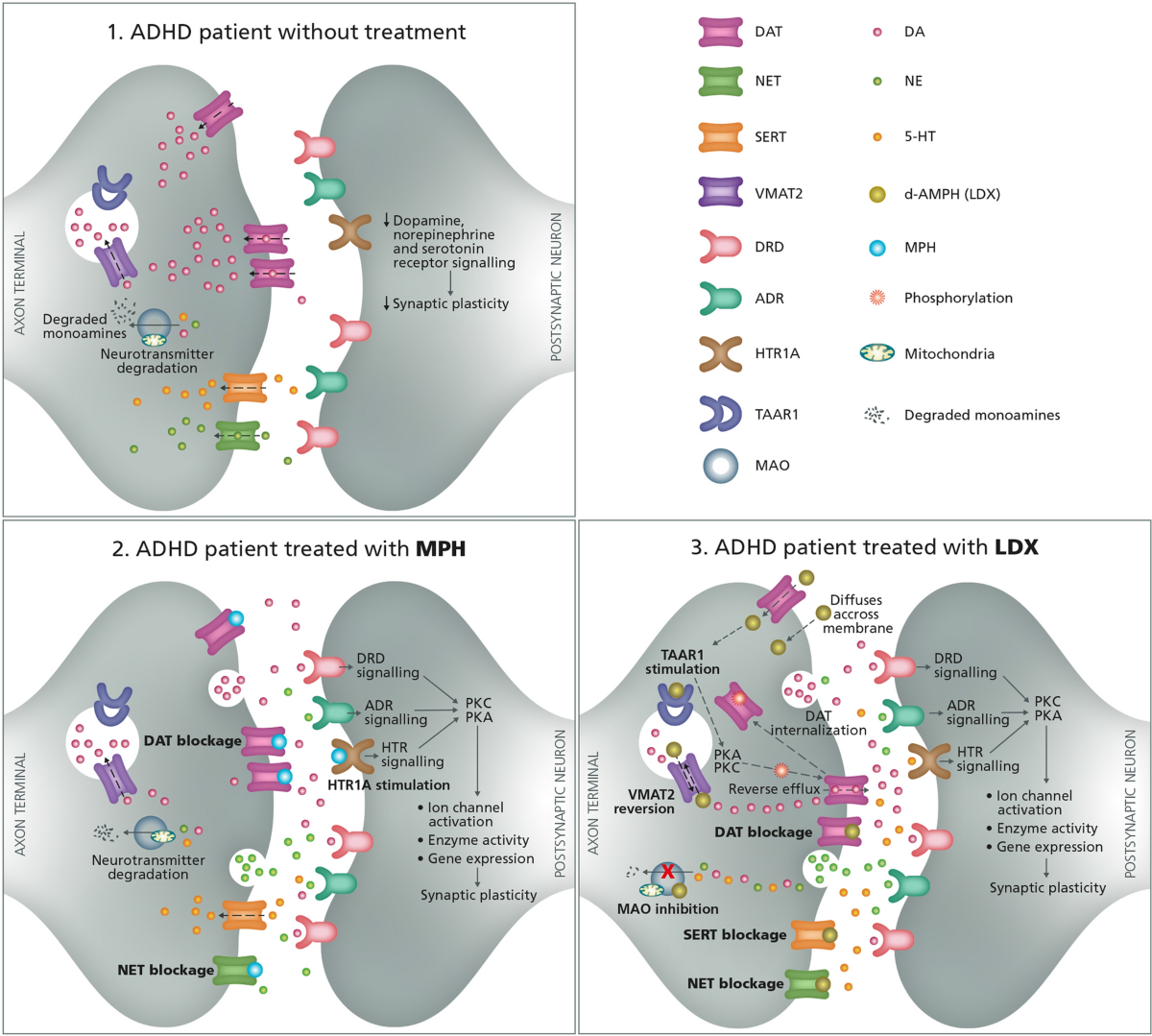 ADHD Drugs Rewire Brain’s Reward Circuit, Groundbreaking Study Reveals