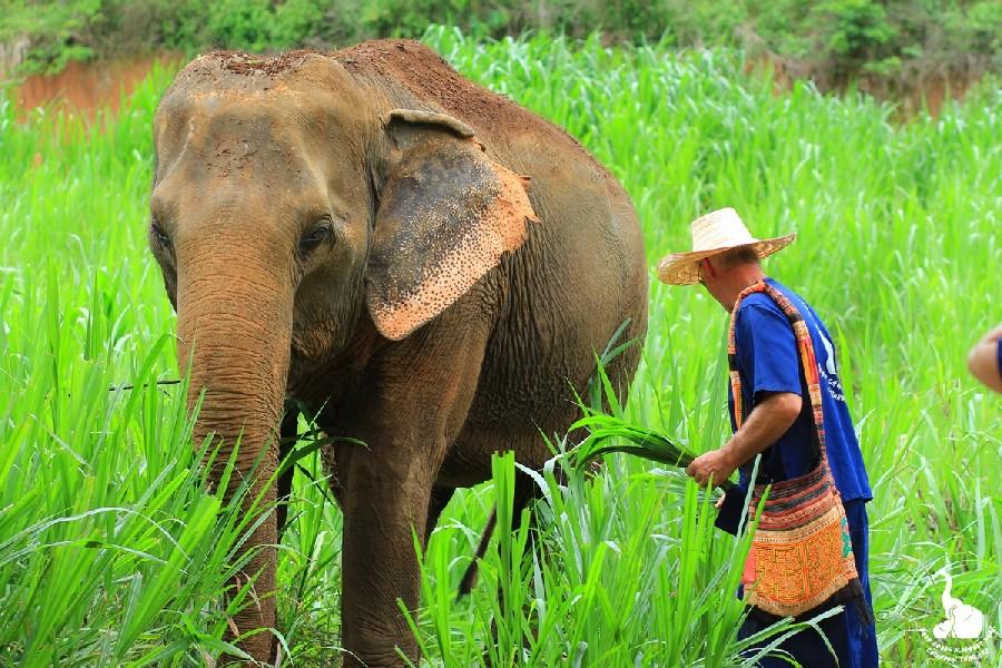 India's Elephant Rampage: Unraveling the Mystery Behind the Single-Tusked Killer