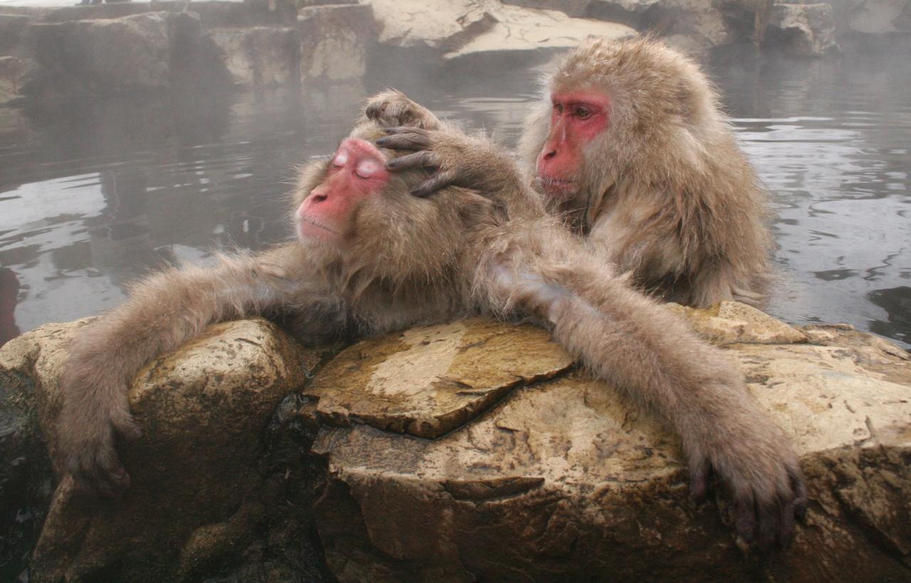 The Primate Paradox: Uncovering the Evolutionary Advantage of Same-Sex Behavior