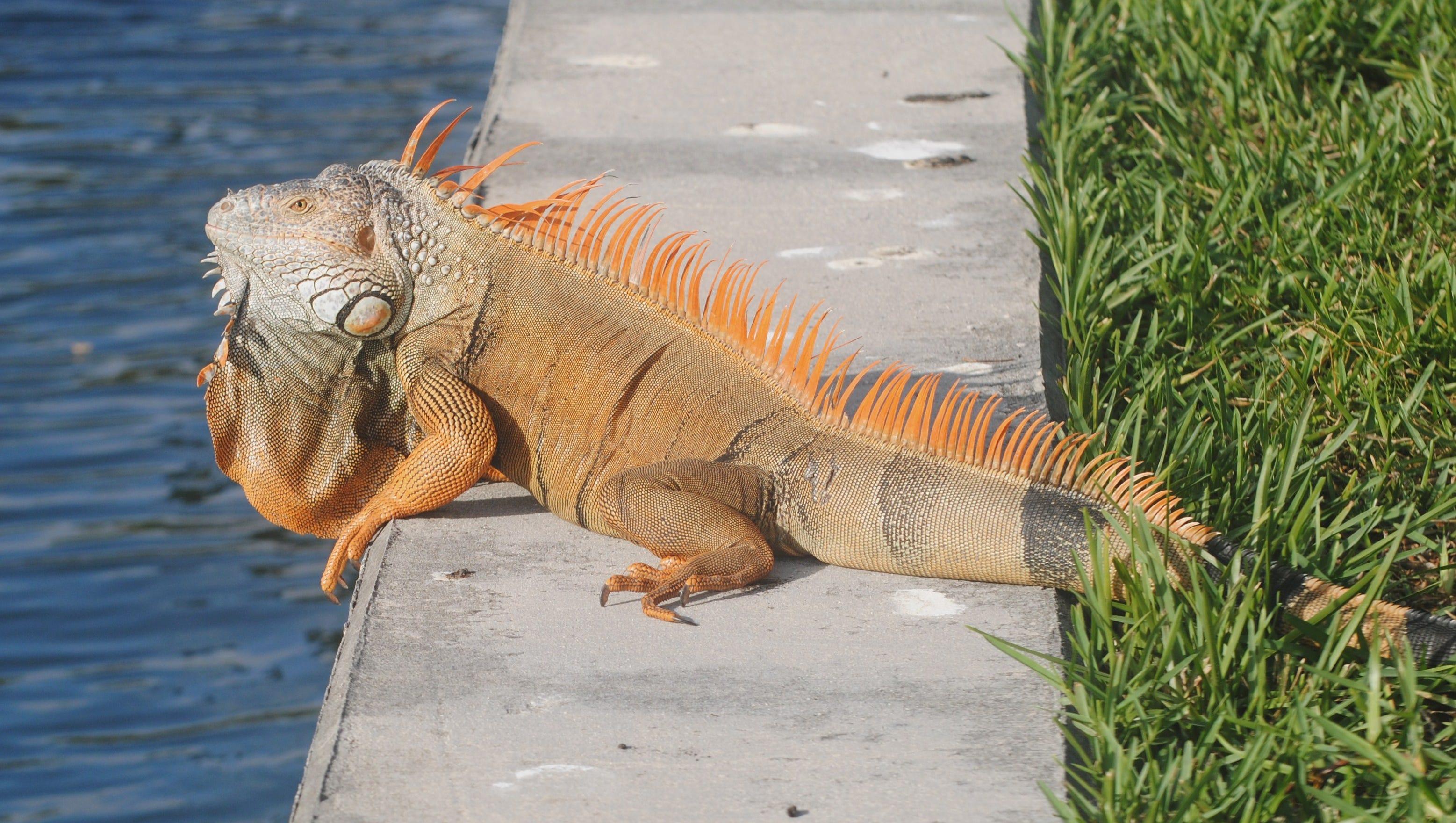 Florida's Iguana Invasion: When Cold Weather Turns Deadly